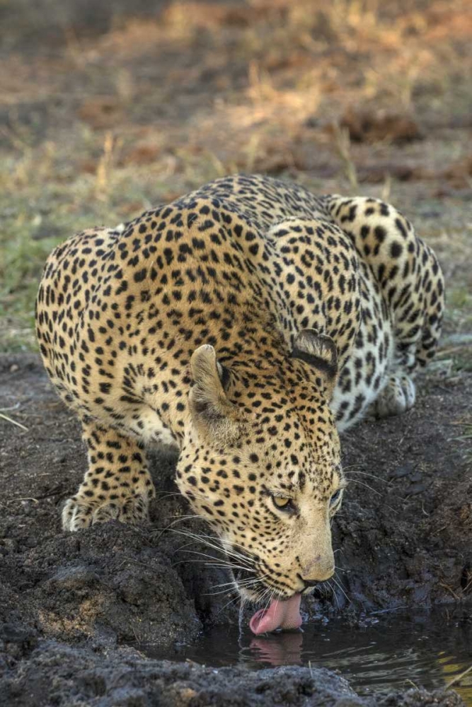 South Africa, Leopard drinking from a waterhole